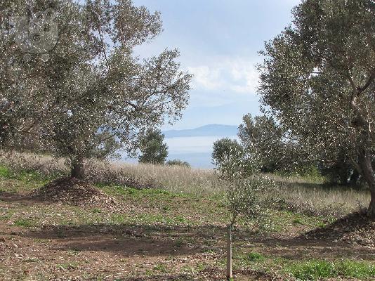 Οικόπεδο Εντός Σχεδίου στην Έυβοια